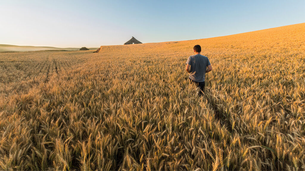 FarmVibes - man walking through a wheat field towards a distant barn (Photo by Dan DeLong for Microsoft)