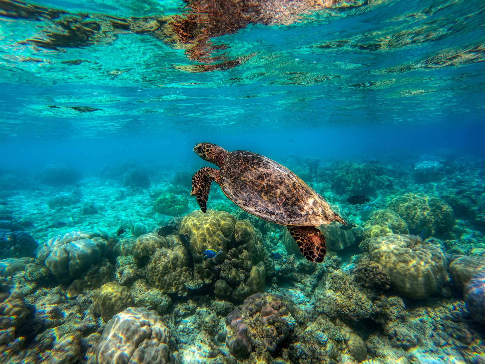L'Alliance, pour la protection des tortues marines à la Réunion