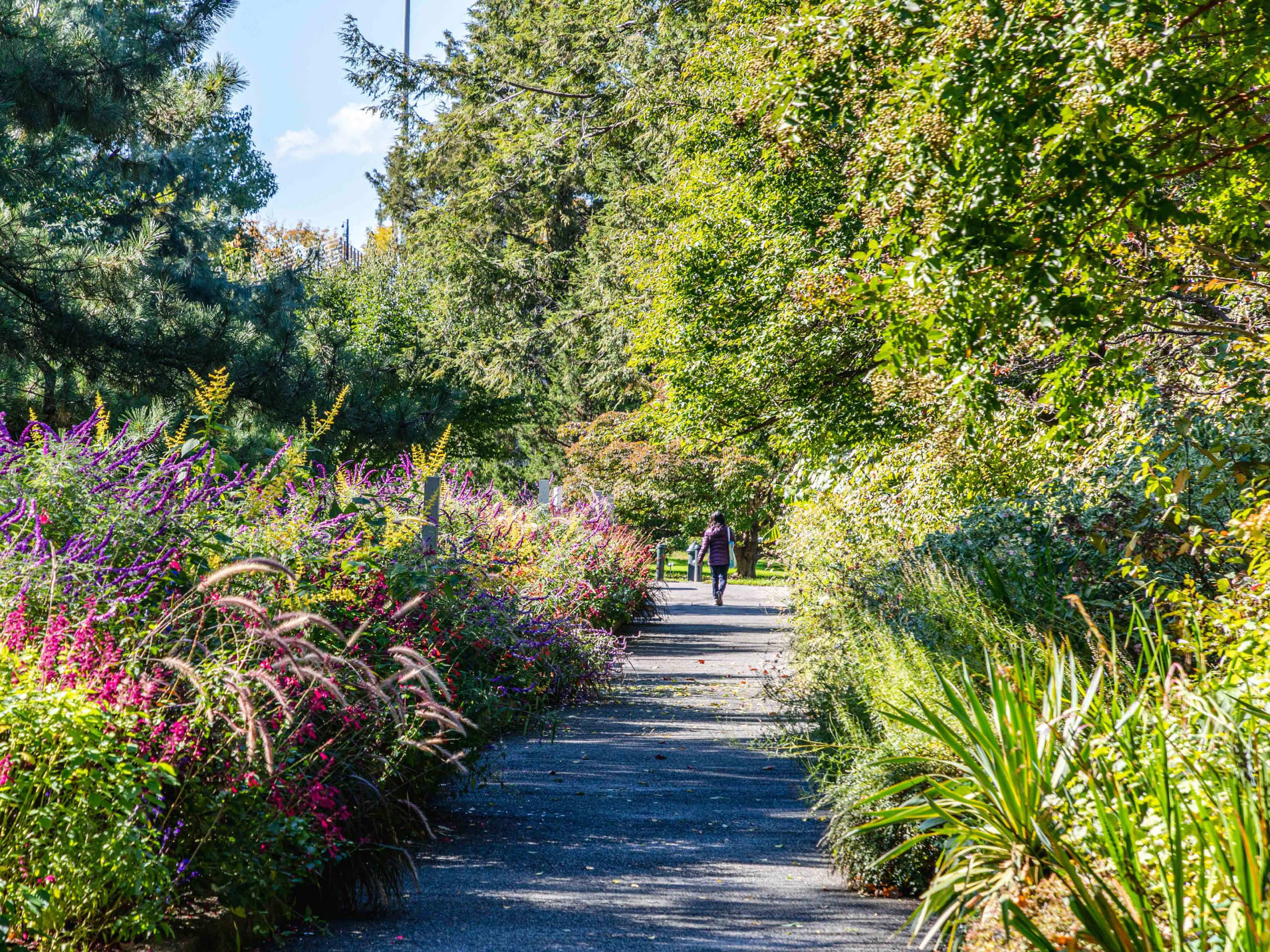 Ladies Border surrounded by pink and purple flowers