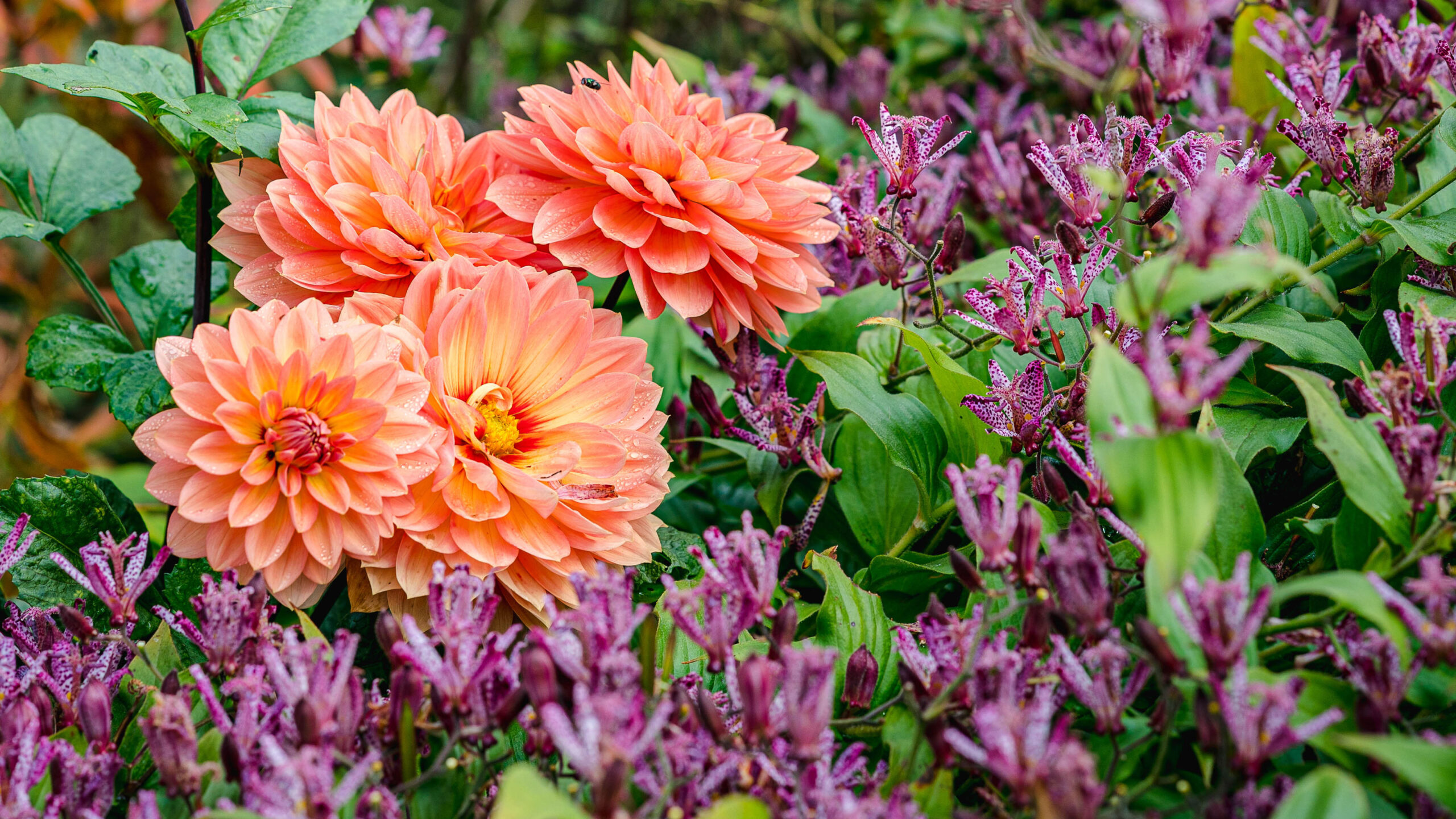 a bunch of orange dahlias surrounded by small purple flowers along Seasonal Walk