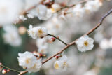 Bright white flowers bloom along a brown tree branch