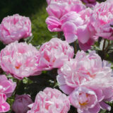 A collection of bright pink flowers blooming in the sunlight