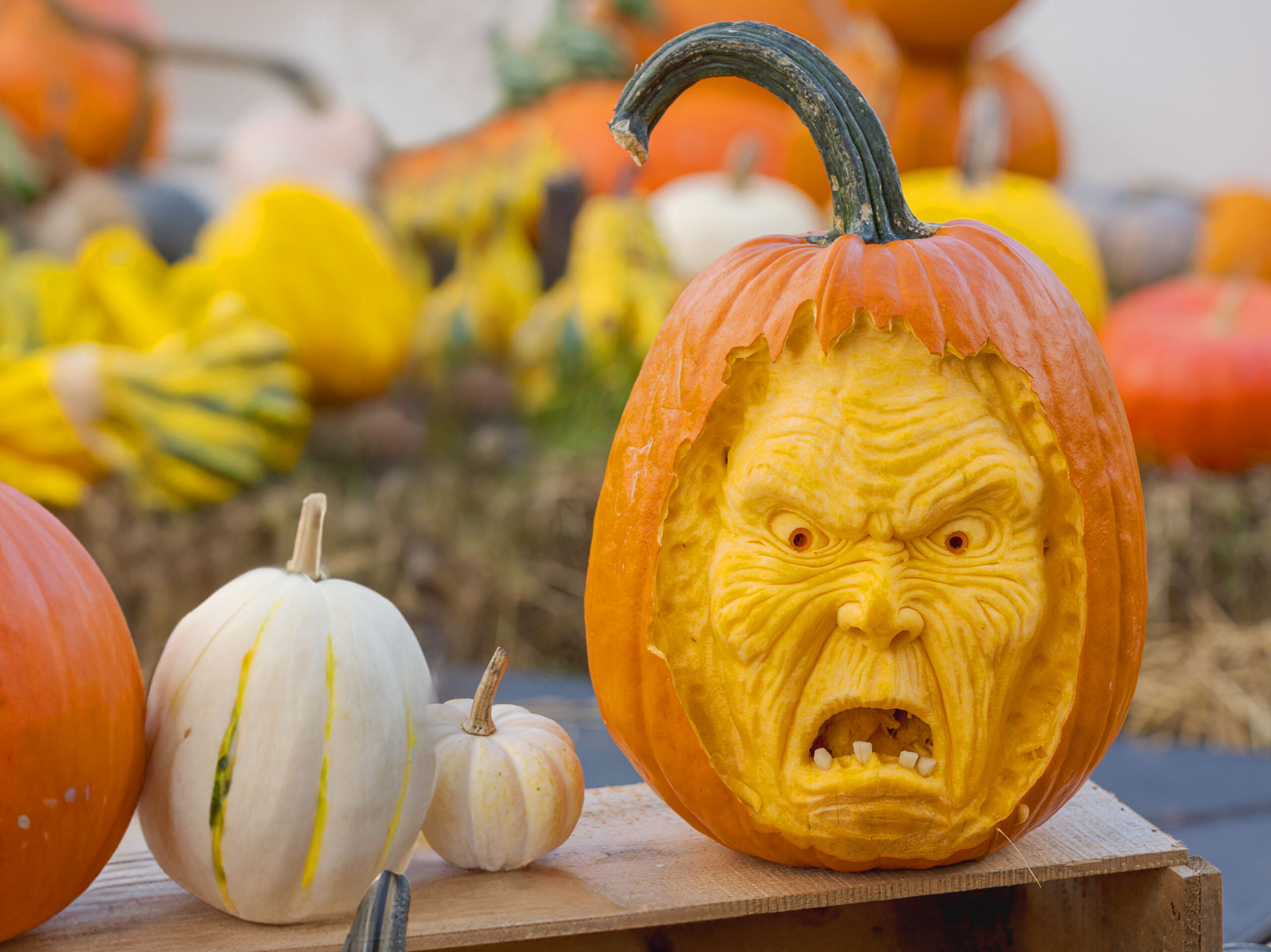 An orange pumpkin carved into a frightening face