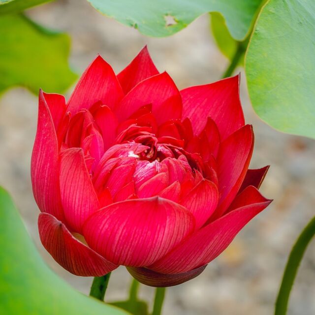 This lotus blossom seemed so intent on looking like a rose that we didn’t want to burst its bubble. 🪷🌹

Maybe it’s dressing up in celebration of the eagerly awaited rebloom in the Peggy Rockefeller Rose Garden, where the classically fragrant beauties of the collection will be showing off once more in September before cooler weather sets in. Stay tuned as we wait for the display to kick off!

#Nelumbo #SeptemberRoses