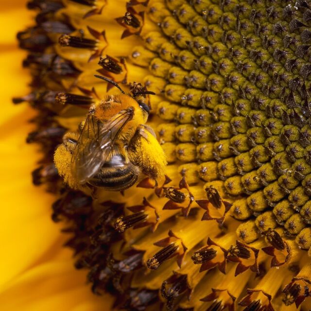 Hauling around pollen is a tough job. 🌻🐝💪

This bumblebee in the Edible Academy is getting its fill of nectar from one of our big, bright sunflowers as the season wanes and fall approaches. You can even make out the luggage-sized clumps of pollen on its back legs (and the mathematically exact spiral pattern that sunflower seeds grow in, called the Fibonacci Sequence).

Which wildlife’s been catching your interest this summer? 👀