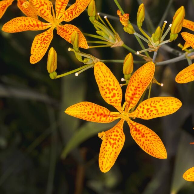 Perk up your Monday with a little leopard lily luminosity. ☀️

These sunny flowers are just one element of the rainbow of Victorian garden displays in the Haupt Conservatory right now—a part of Wonderland: Curious Nature—but they're stunners even on their own. Don't miss your chance to take in our homage to the very same Oxford gardens that inspired Alice's adventures!

Wonderland: Curious Nature continues through October 27—get your tickets through link in bio.

#Iris domestica #WonderlandNYBG #CuriousNature