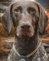 K9 Maze | West Virginia Division of Natural Resources - Law Enforcement Section, West Virginia