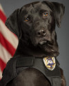 K9 Max | Regional Transportation District Transit Police Department, Colorado