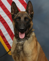 K9 Titan | Coweta County Sheriff's Office, Georgia