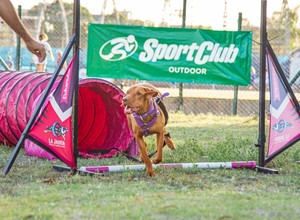 A ladrar de alegría con Agility en SportClub