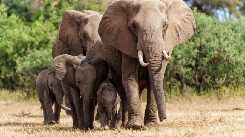 Os elefantes são animais que impressionam por suas habilidades (Imagem: Henk Bogaard | Shutterstock) 