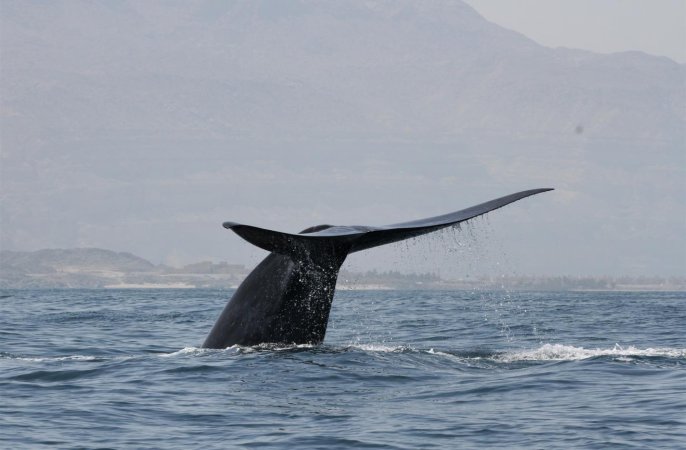 How bomb detectors discovered a hidden pod of singing blue whales