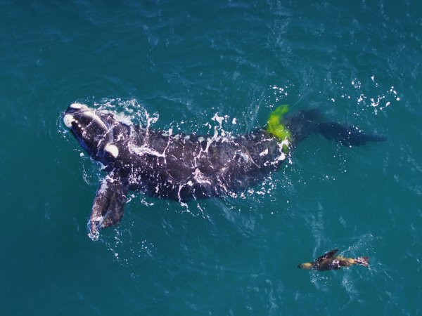 whale swimming