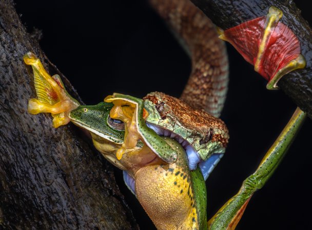 A malabar gliding frog struggles and holds on to twigs to try and escape from the venomous, strong bite of its predator - a Malabar pit viper. The viper didn't let go of the frog, and the frog didn't let go of the twigs either, until it had a little life left in it. However, the frog had to give up finally, and the snake won, and swallowed this beautiful green frog. This is a stack of two images, one for frog eyes, and another for the snake's eyes. We had almost given up hopes of finding any subjects in the rainforest of Agumbe, India, due to heavy rains, but decided to stop at one last place on the way back to our stay, and this was our lucky and only find for the night.