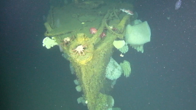 USS Stewart bow shipwreck with barnacles and crabs