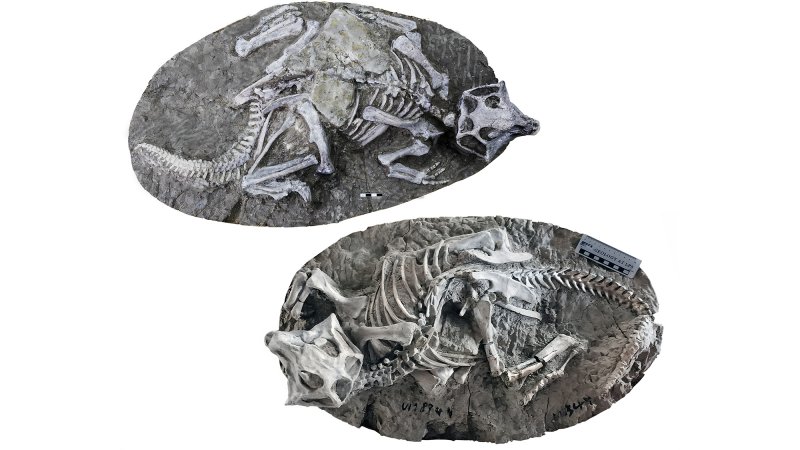 Two perfectly articulated skeletons of the sheep-size dinosaur Psittacosaurus, found in China's Yixian Formation. New research suggests they died in burrow collapses, not via volcanism, as previously thought.