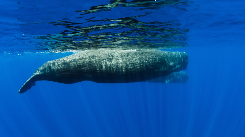 two sperm whales singing