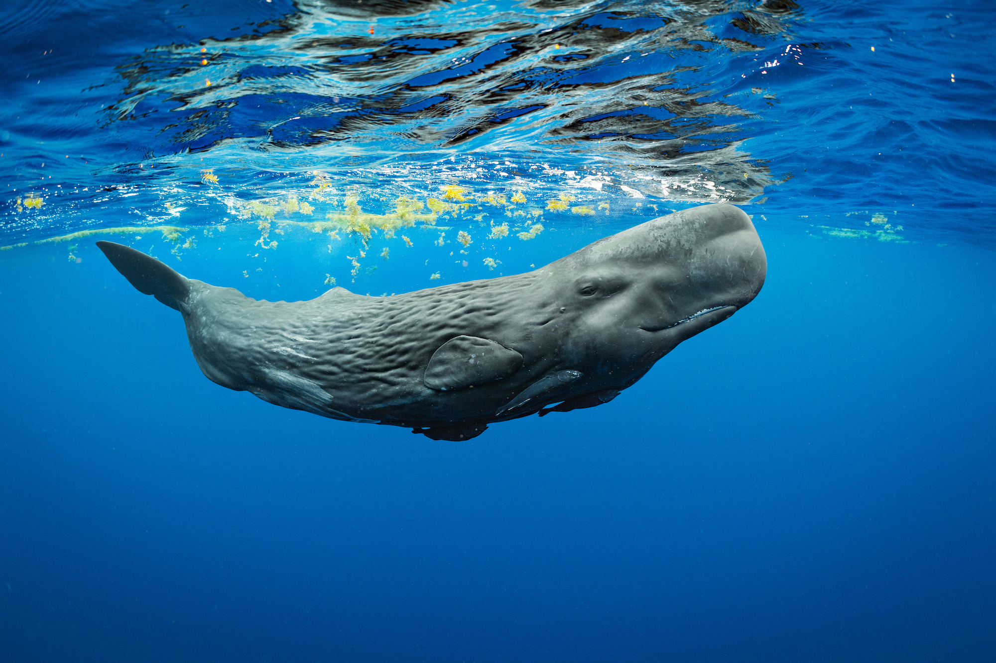 A young sperm whale calf in the waters of the Eastern Caribbean. This calf was named ëHopeí by Brian Skerry while working with the researchers that study these whales. Sperm whale families are matrilineal and are led by the older, wiser females. This particular whale family had struggled to produce a female calf in recent years, with only males being born that then died. This calf was a female and offered hope to this family. Brian Skerry is a photojournalist and filmmaker specializing in marine wildlife and underwater environments. Since 1998 he has been a contract photographer for National Geographic Magazine, having created and photographed more than 30 feature stories, including seven cover stories. In 2014 he was named as a National Geographic Photography Fellow and then named a National Geographic Society Storytelling Fellow in 2017. In 2017 he was also awarded the title of Rolex National Geographic Explorer of the Year. Follow Brian on Instagram @BrianSkerry.