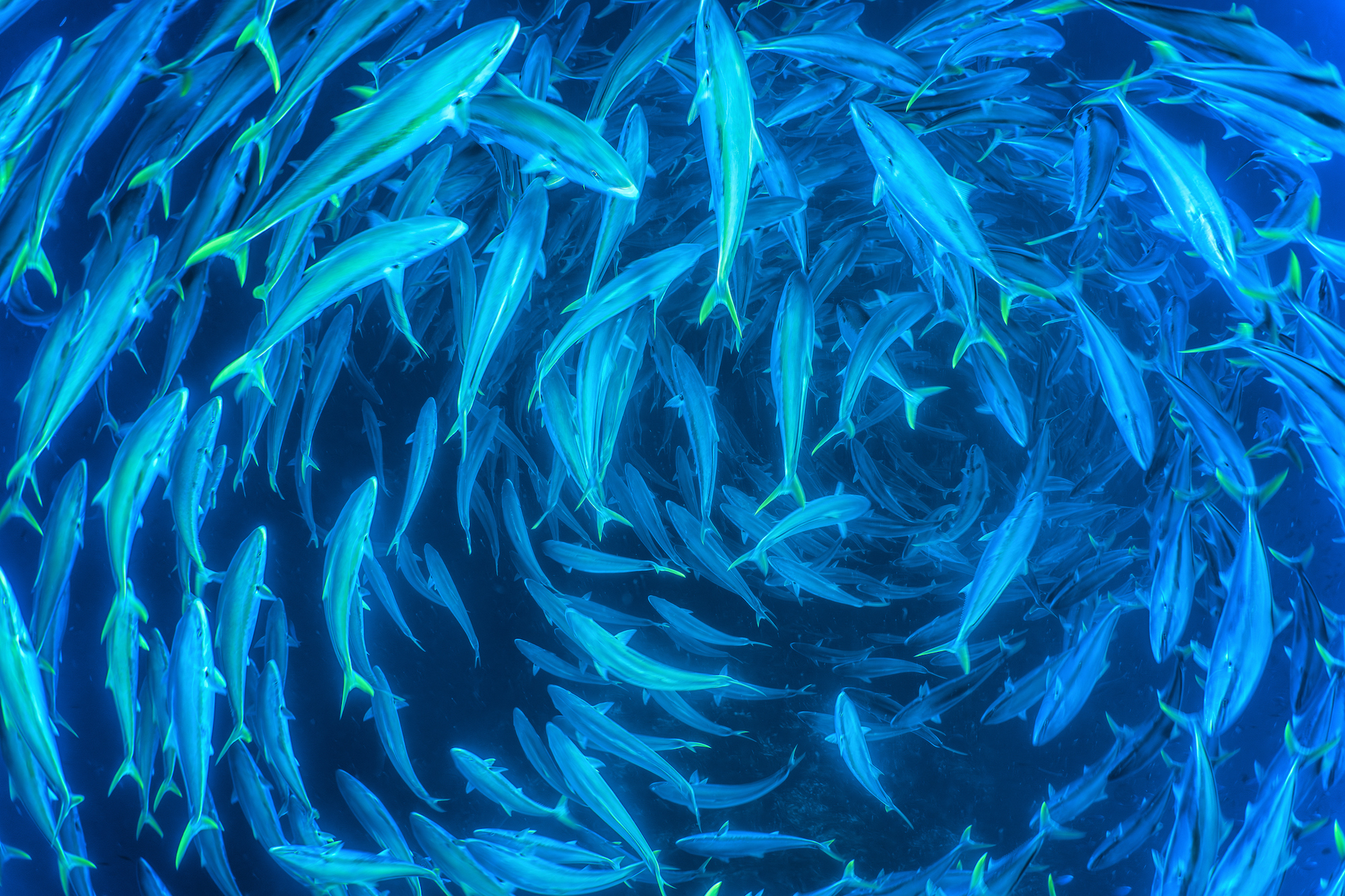 A swirl of majestic King Fish, known as Kahu in Aotearoa, where I made this photo, each measuring over two feet in length, forms beneath my fins as I ascend slowly from a dive in the Port Knights Islands. Cristina "Mitty" Mittermeier, a visionary photographer, marine biologist, and avid conservationist, stands as a formidable force in the realm of environmental advocacy. In 2014 she, alongside her partner Paul Nicklen, co-founded SeaLegacy, a non-profit organization dedicated to creating a healthy and abundant ocean through powerful storytelling and impactful visual media. Through her lens, she conveys the delicate balance of natural ecosystems and the urgency to preserve these habitats that sustain a myriad of life. Her art, driven by a desire to make a difference, serves as a compelling call to action, illustrating the transformative power of photography in raising awareness and inspiring change. Follow Mitty on Instagram @mitty.