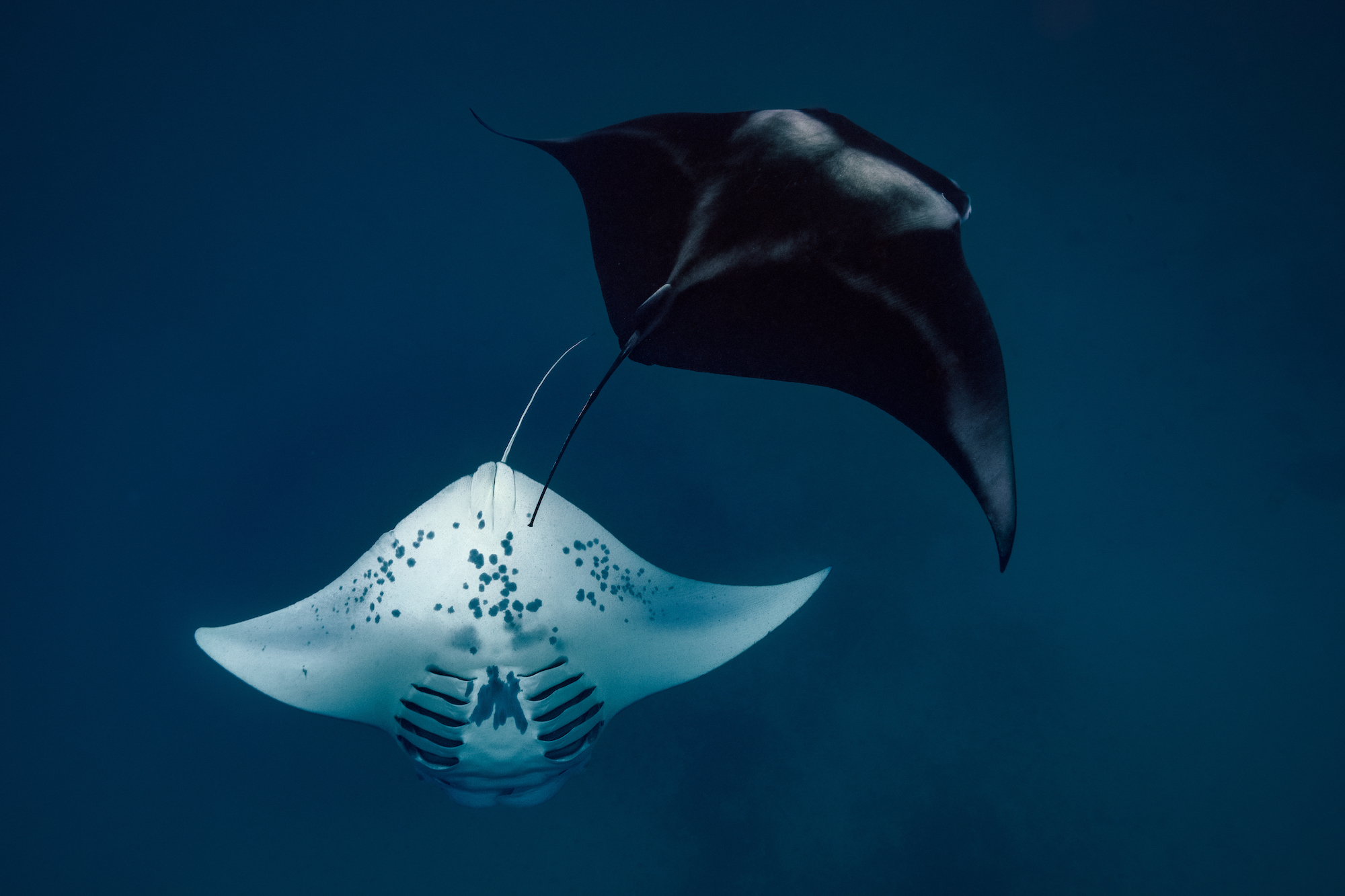 Off the coast of Guraidhoo, Maldives, two reef manta rays (Mobula alfredi) display their typical feeding behaviour: They circle backwards through the water to filter zooplankton. Fascinated by this unique ìdanceî, I observed these two individuals for a while until they swam closer to each other. I took the chance, held my breath and dove down to capture the moment, that reminded me of Yin and Yang. Melanie M¸ller is a wildlife photographer. Working for the German foreign service, she lived in Spain, Lebanon, Dominican Republic and Guatemala. Her photos of the endangered Antillean manatee were exhibited in the Dominican Museum for Natural History. Follow Melanie on Instagram @melaniemuellerphoto.