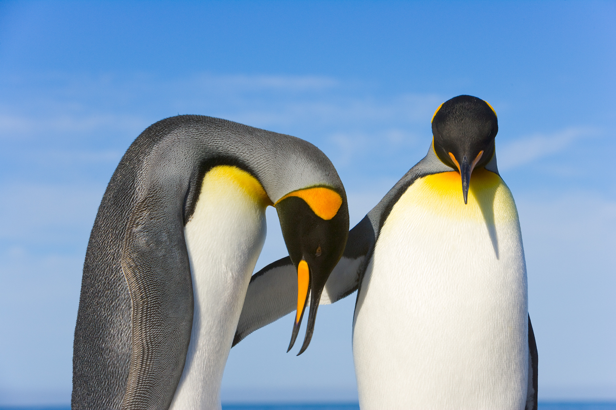 King penguins (Aptenodytes patagonicus) interact on beach on South Georgia Island’s St. Andrews Bay; Southern Ocean; Antarctic Convergance; South Georgia Island. Yva Momatiuk and John Eastcott, a wife and husband team, are internationally published photographers of nature. They practice long commitments to places they love and spend most of the year following animals, ever-changing landscapes, and moving with the light and the seasons while exploring the rhythm and wild essence of remote places.