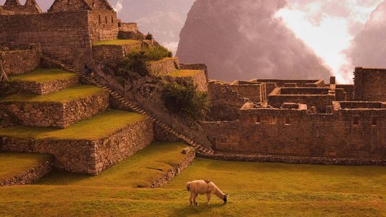 Lama broutant au Machu Picchu