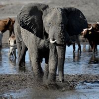 Éléphant du Botswana.