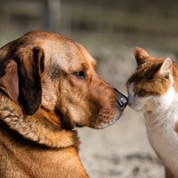 Chien et chat. Illustration.