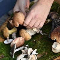 En cas de doute, il faut montrer sa cueillette à un pharmacien ou une association de mycologie (photo d'illustration).