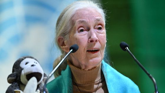 L'éthologue et anthropologue britannique Jane Goodall à la tribune de l'UNESCO, le 19 octobre 2024