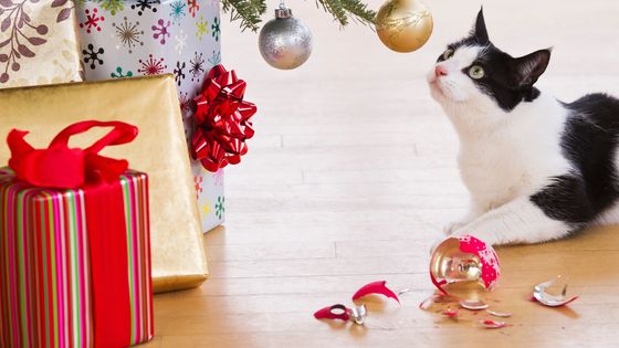 Évitez les risques de Noël pour vos animaux grâce à ces conseils