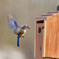 l'oiseau apporte des brindilles et du matériel de nidification au nichoir.