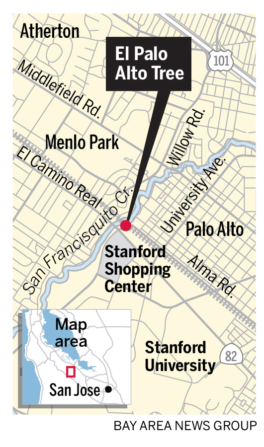 A map showing the location of a 120-foot-tall tree that has been the symbol of Palo Alto. A 1963 study estimated age of the tree to be between 300 to 500 years old.