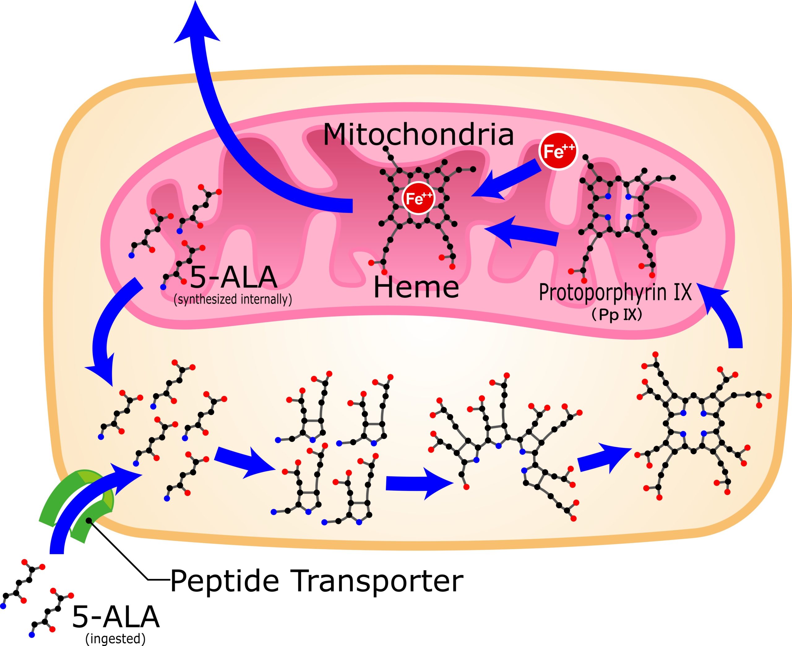 5-aminolevulinic acid-heme metablism