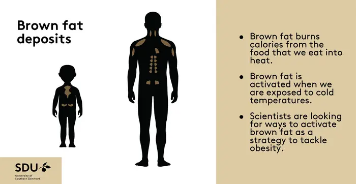 Brown Fat’s “Off-Switch” Isn't A New Ozempic Diet Exploit