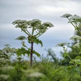 Giant hogweed (Photo: SWNS)