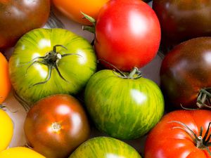 heirloom tomatoes on the counter