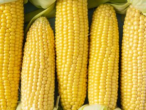 husked corn (husks still attached to the base of the corn)