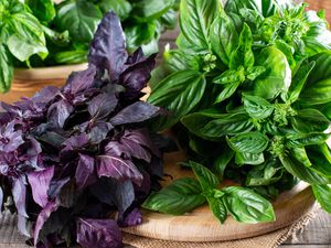 fresh basil on a wooden cutting board (2 different varieties - green and purple)