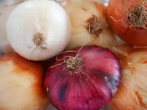 Close up grouping of multi colored onions