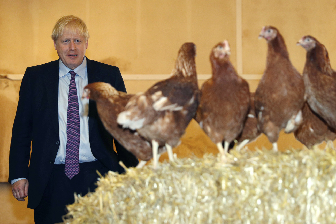 Boris Johnson detrás de gallinas