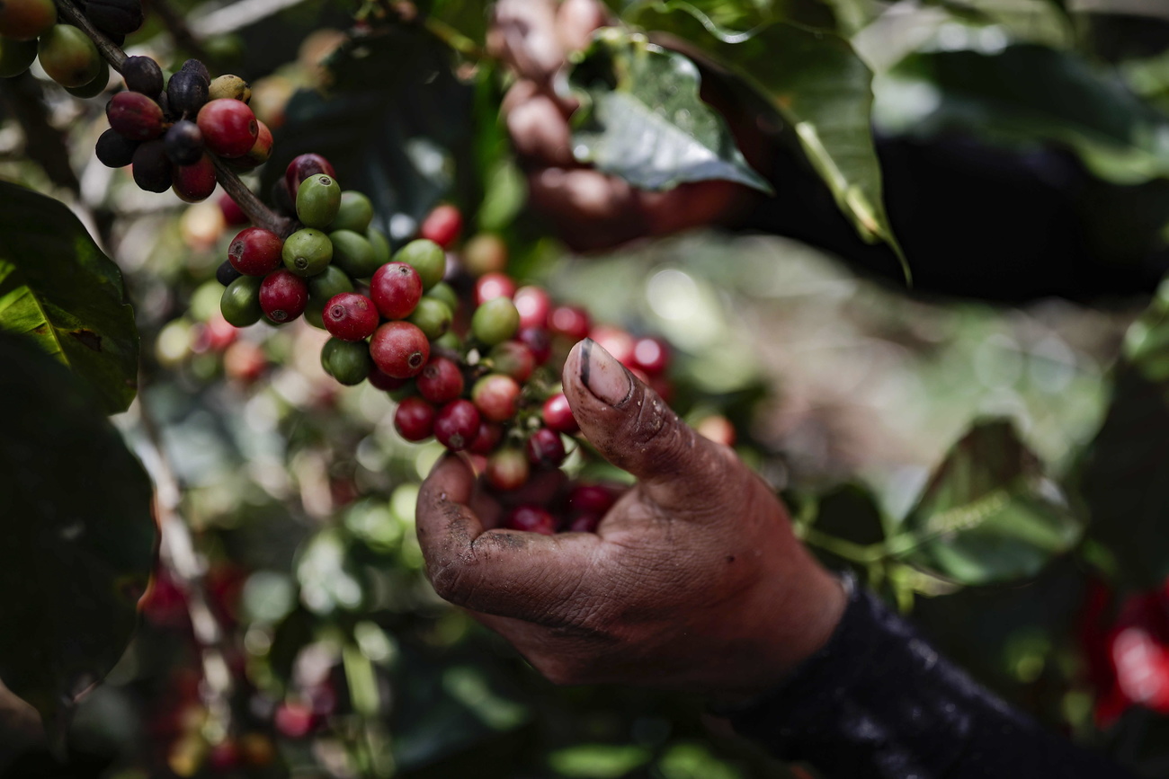 coffee harvest