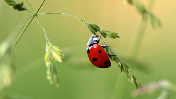 Get to know the Biodiversity of animals in Telefónica District: insects. Take a walk with us and get to know them.