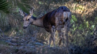 There are 2,000 mule deer on Santa Catalina Island