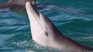 The study of juvenile male bottlenose dolphins looked at 30 years of data