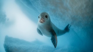 Dimity Kokh came across two crabeater seals at the end of a dive next to an iceberg in Antarctica. “One hovered in front of me for a few seconds with a stunning ice fissure behind it — an unforgettable moment,” Kokh said