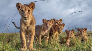 Curious lion cubs check out a camera set up to capture candid moments of family life in the Masai Mara, Kenya