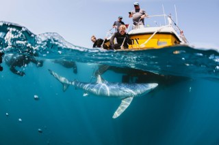 You can swim alongside wild sharks with Blue Shark Snorkel tours in Penzance, Cornwall