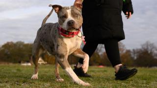 An XL bully at a training class on Blackheath Common, southeast London