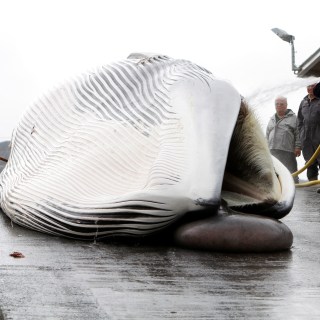 Iceland’s last remaining whaling firm will be allowed to kill 99 fin whales during this hunting season